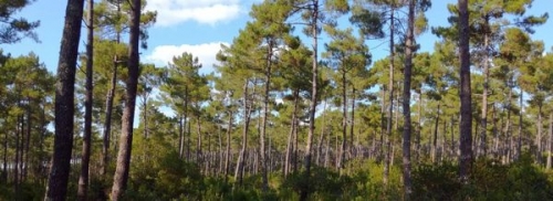 Un modèle pour prédire la croissance des arbres forestiers dans un nouvel environnement 