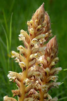 Orobanches (Orobanche)
