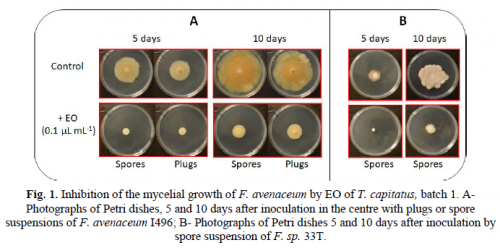 Effect of Thyme EO on Fusarium