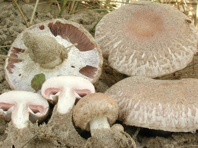 Macroscopic Fungi