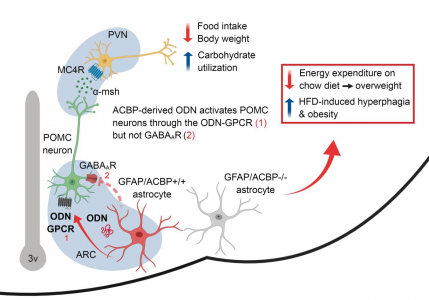ACBP: an important hypothalamic regulator of energy balance
