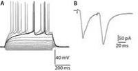 Electrophy Enregistrement électrique neurone