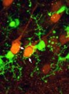 GFP+ Microglia & YFP+ Neurons in P12 mouse neocortex (CX3CR1GFP/+:Thy1-YFP)  Images by L. Fuller and M. Dailey.