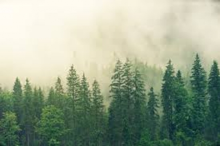 Changement climatique : que forêt-il faire ?