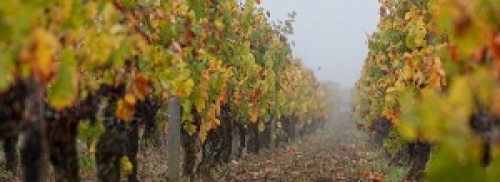  Cultiver la vigne sans pesticides : lancement du projet VITAE
