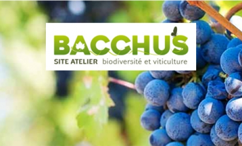 site web Bacchus