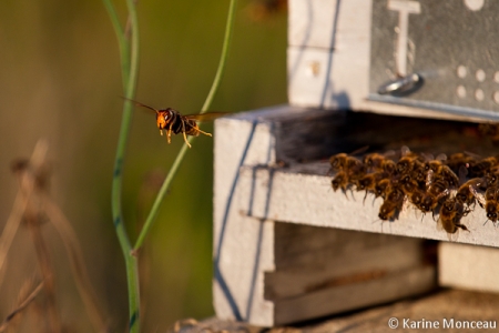 Frelon à pattes jaunes devant une ruche
